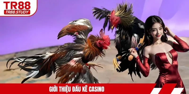 Giới thiệu đấu kê casino